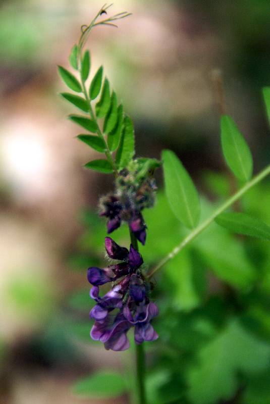 Unser Orchideenpark Bild Nr.035